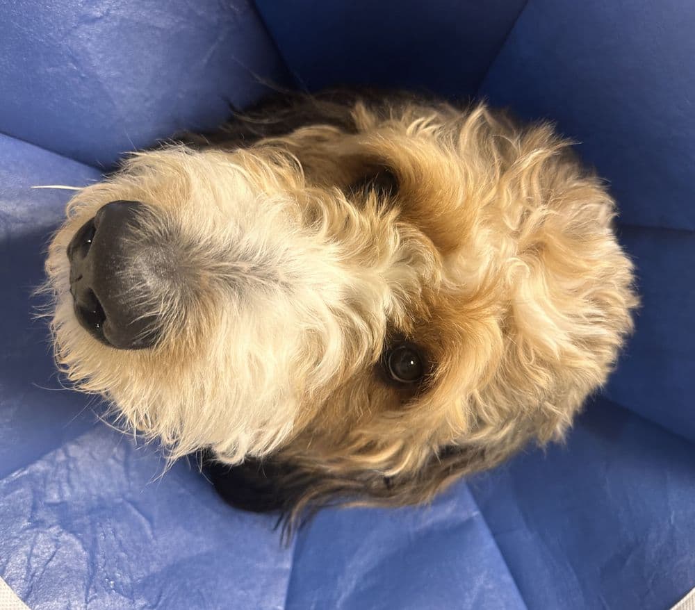 Kendall Animal Clinic