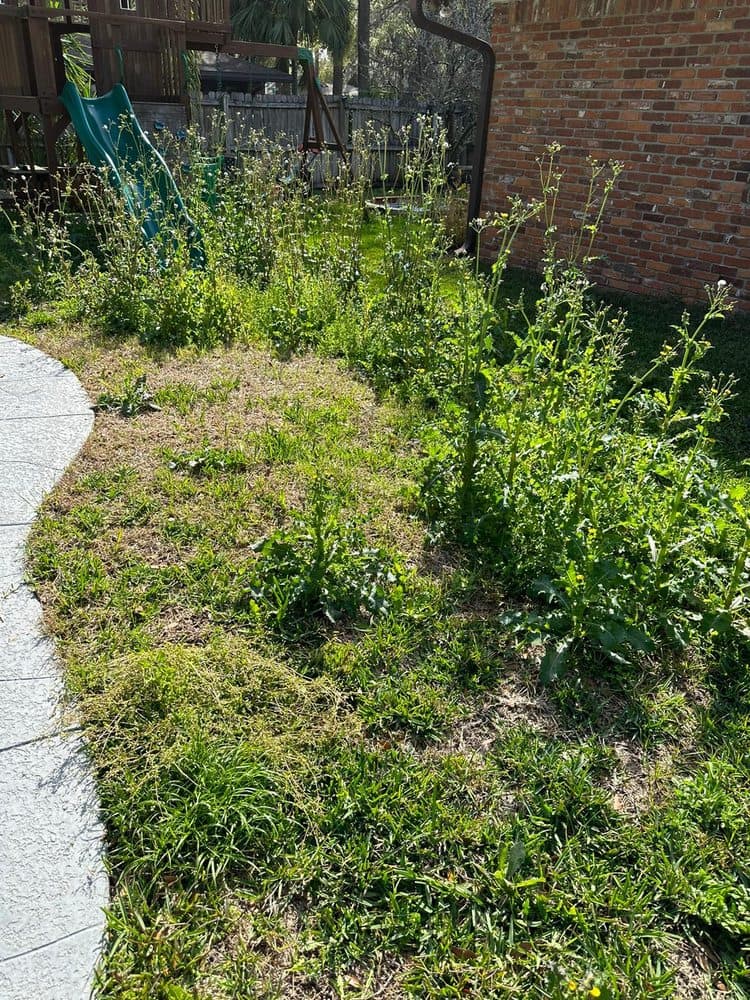 Herrera Grass Cutting Service