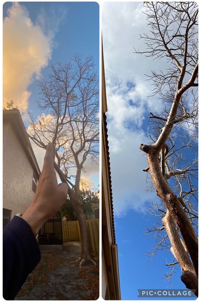 Pepe Brothers Tree Service