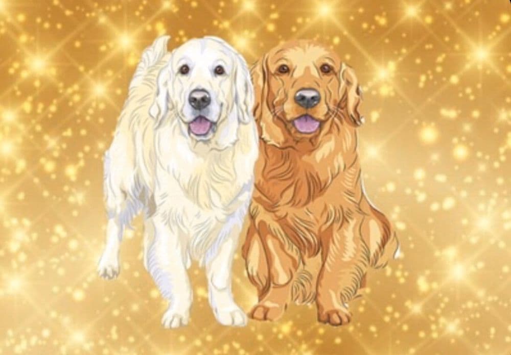 Solid Golden Kennels
