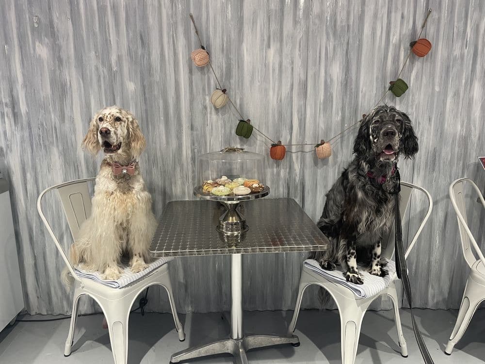 Bark Avenue