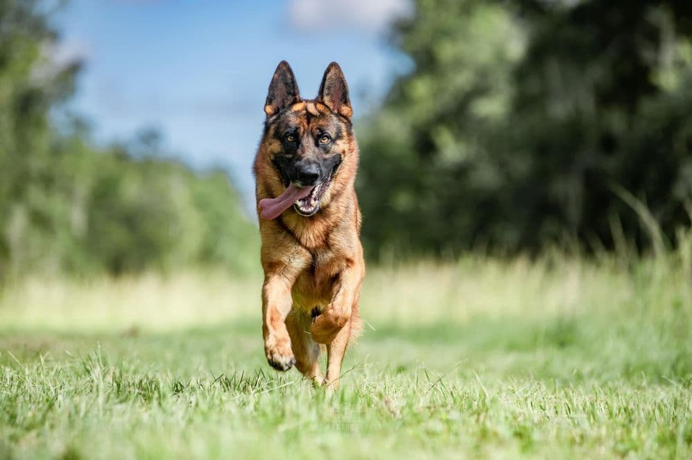 Vernon Dog Training