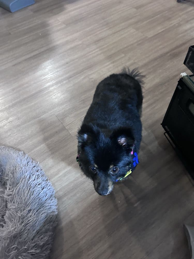 T-Bones Pet Care
