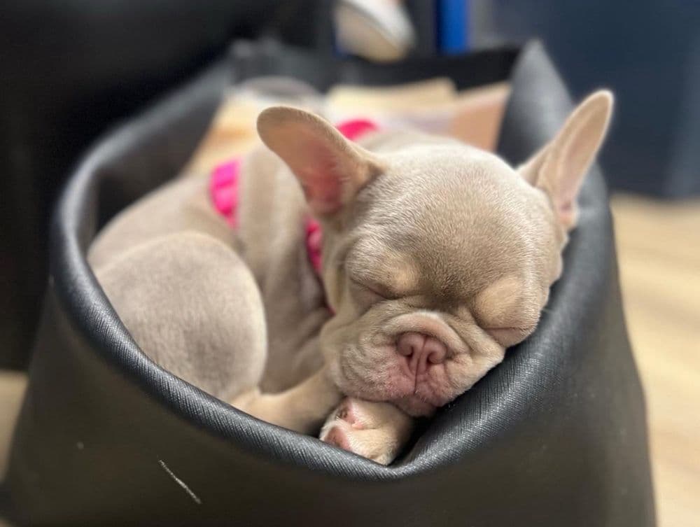 Southeast Veterinary Neurology - Miami