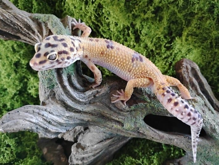 First Coast Birds and Exotics