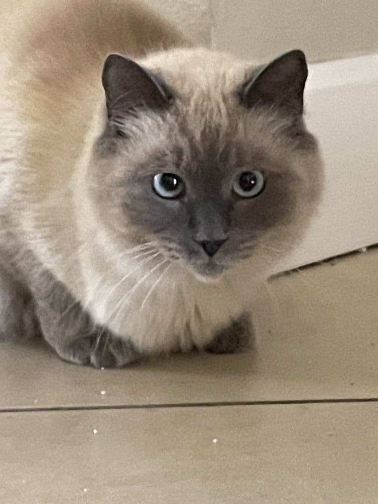 Aunt Heather's Kitty Sitting