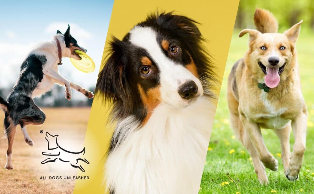 All Dogs Unleashed Dog Training