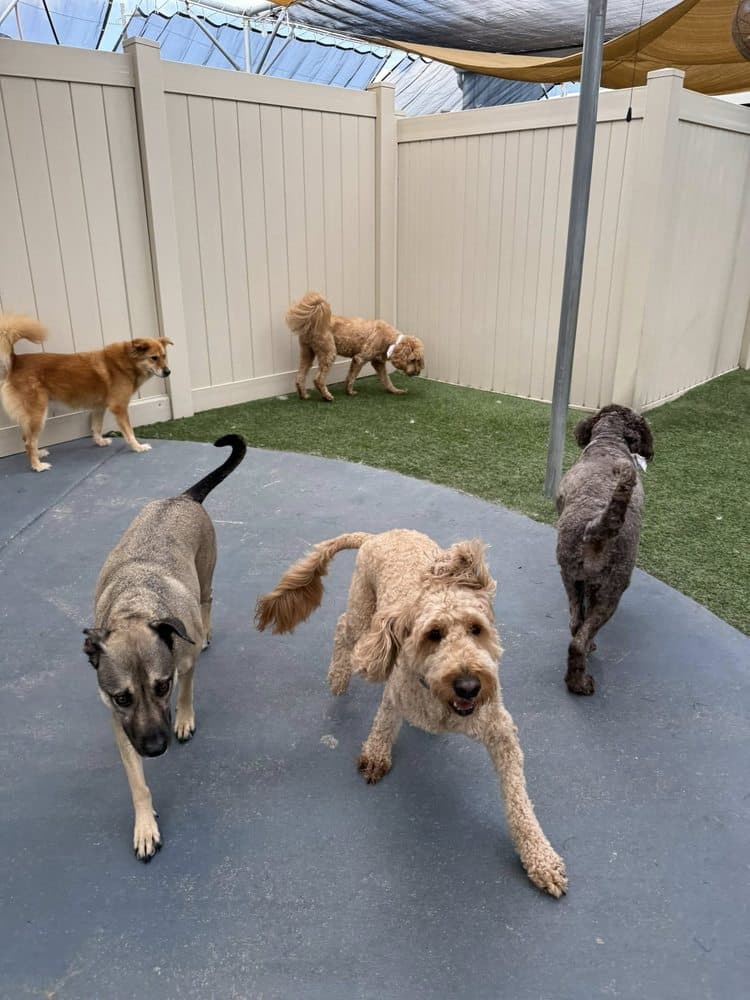Bayshore Pet Resort