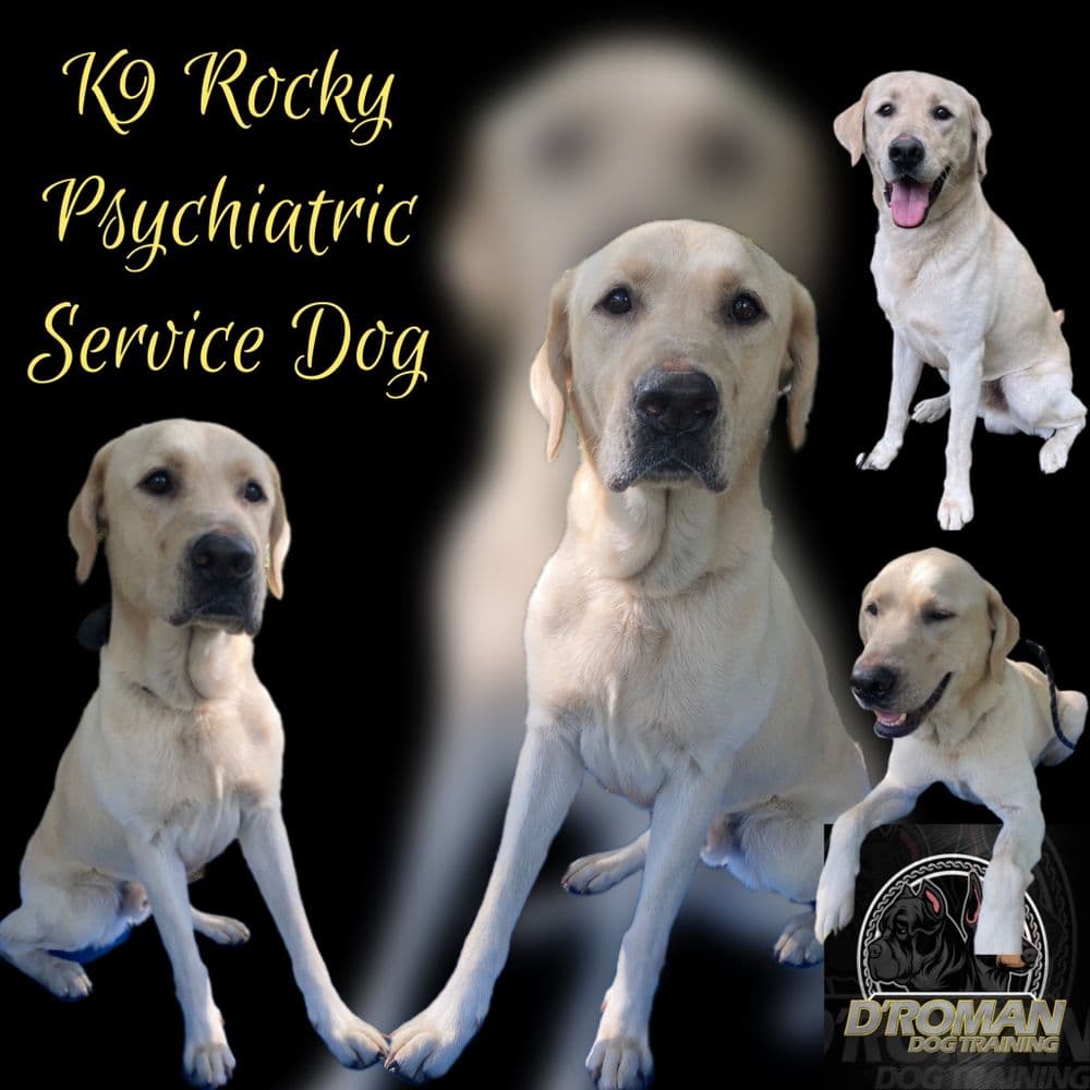 D'Roman Dog Training