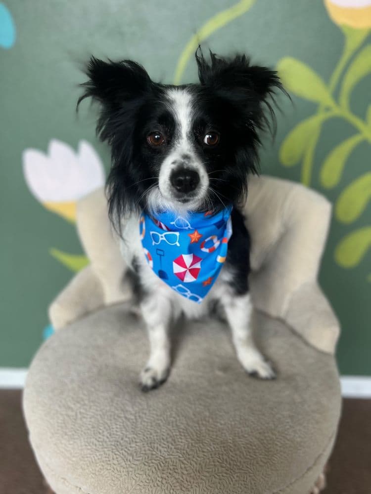 Kiki's Pet Services