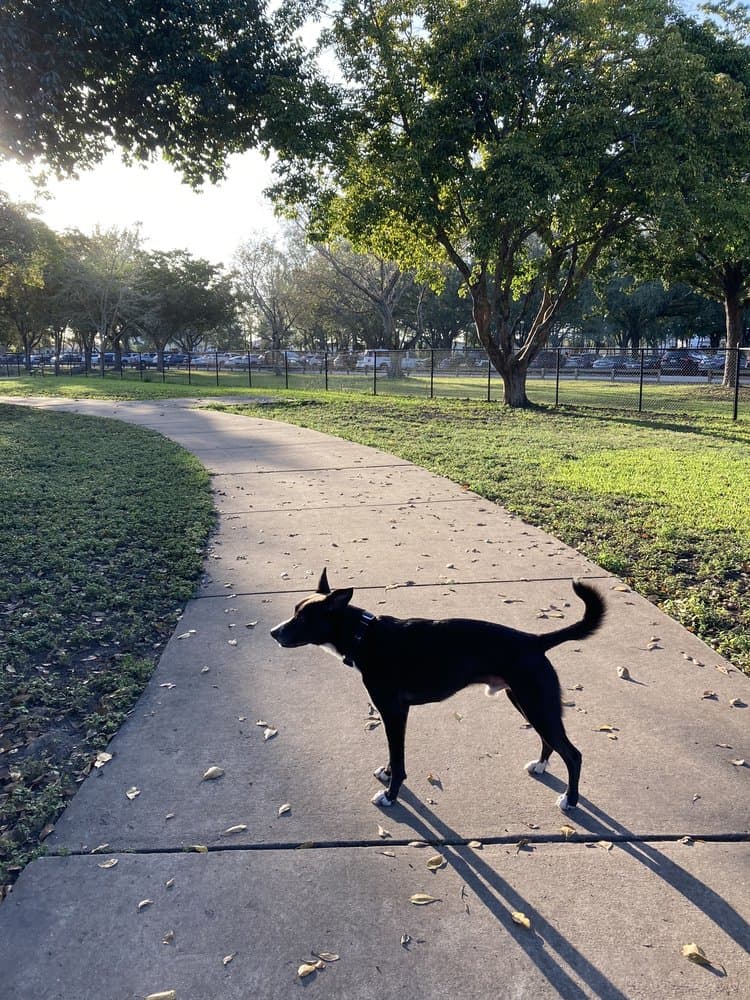 Bark Park