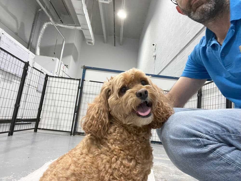 Luxe Pet Care