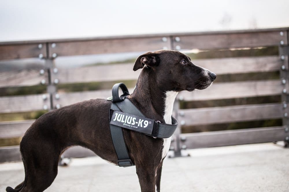 Julius-K9