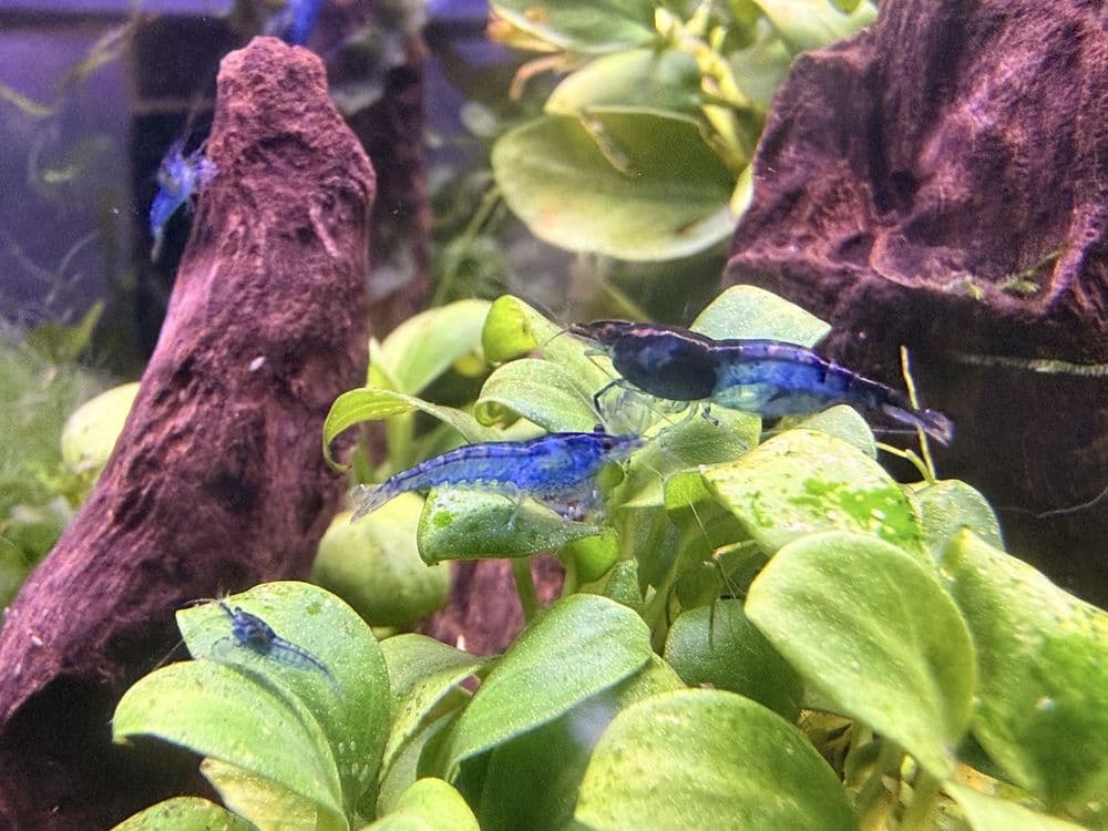 Something Fishy
