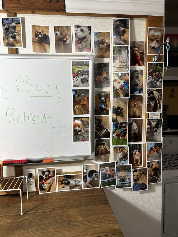 Tampa Bay Canine Retreat