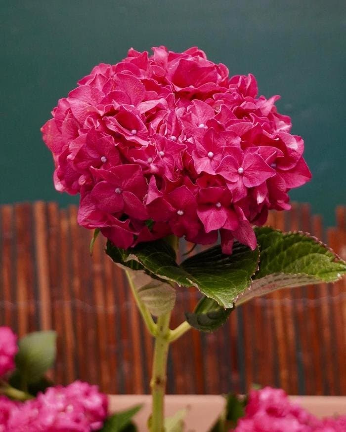 A Goode Florist