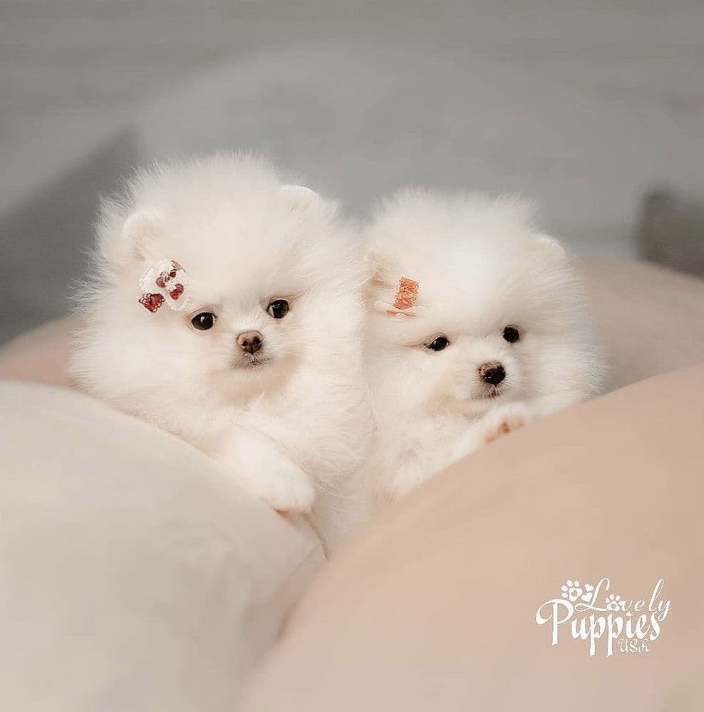 Lovely Puppies USA