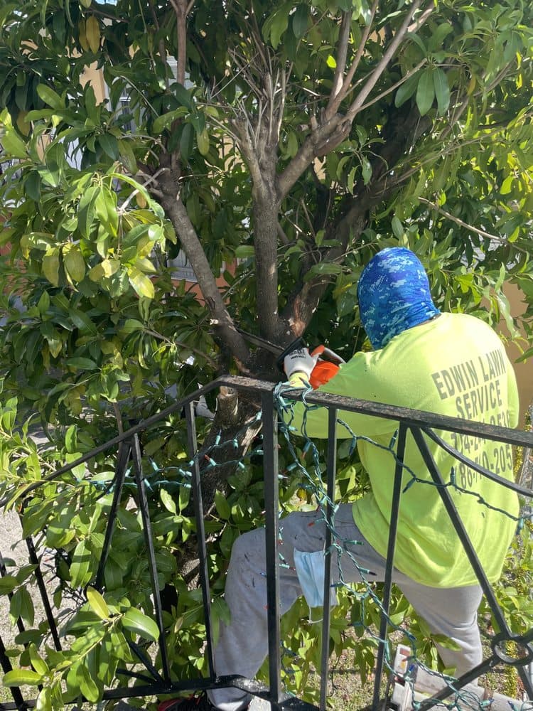 Edwin Lawn  Service