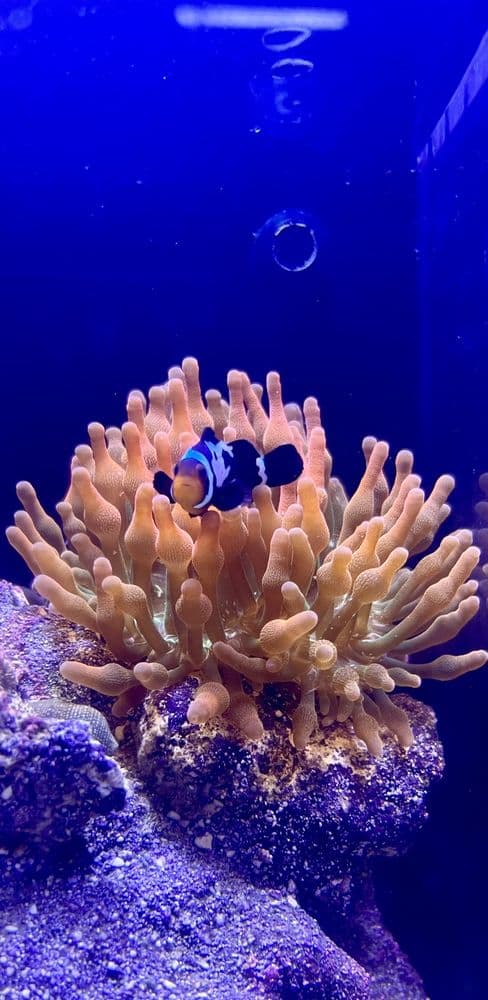 Aquatic Jewels