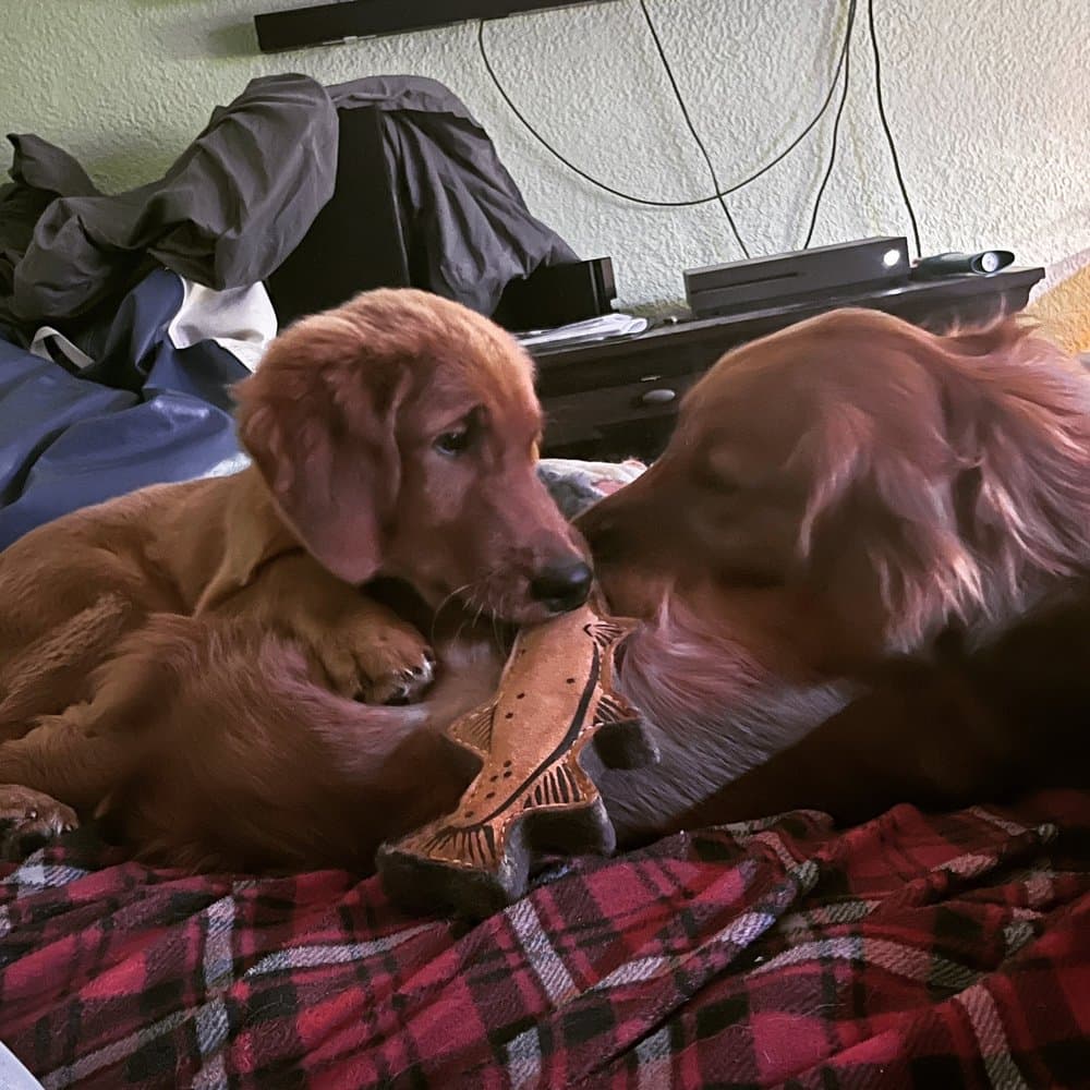 Downtown Dogs