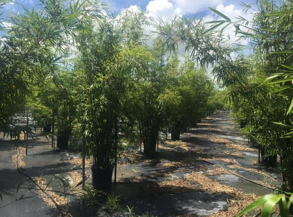 Peltons Bamboo
