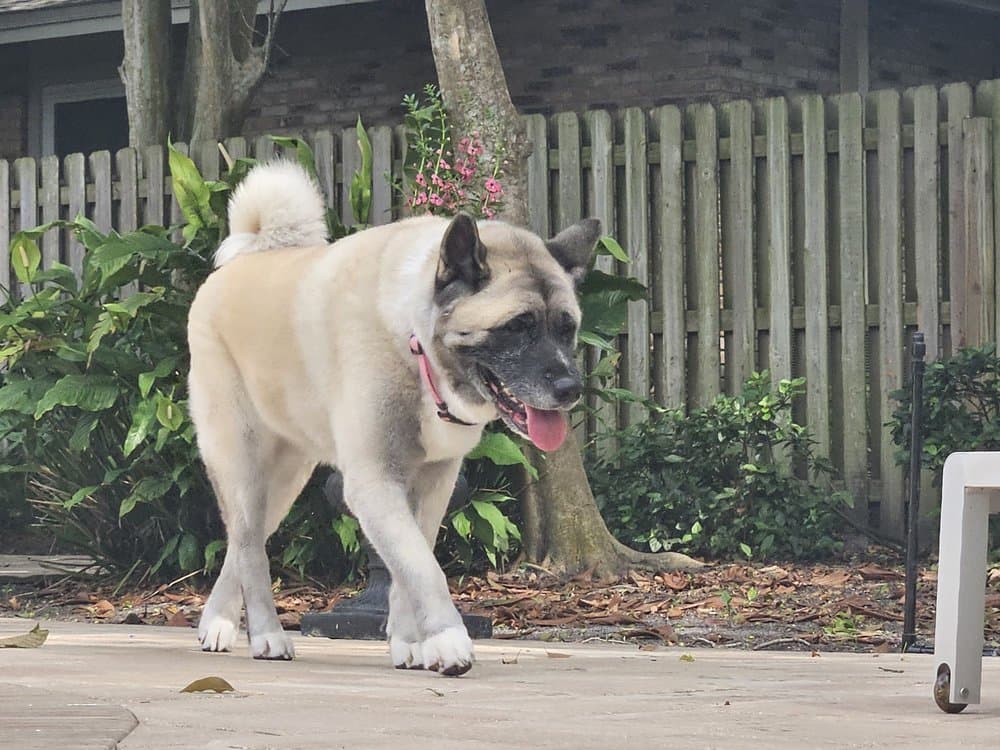 All Creatures Pet Grooming