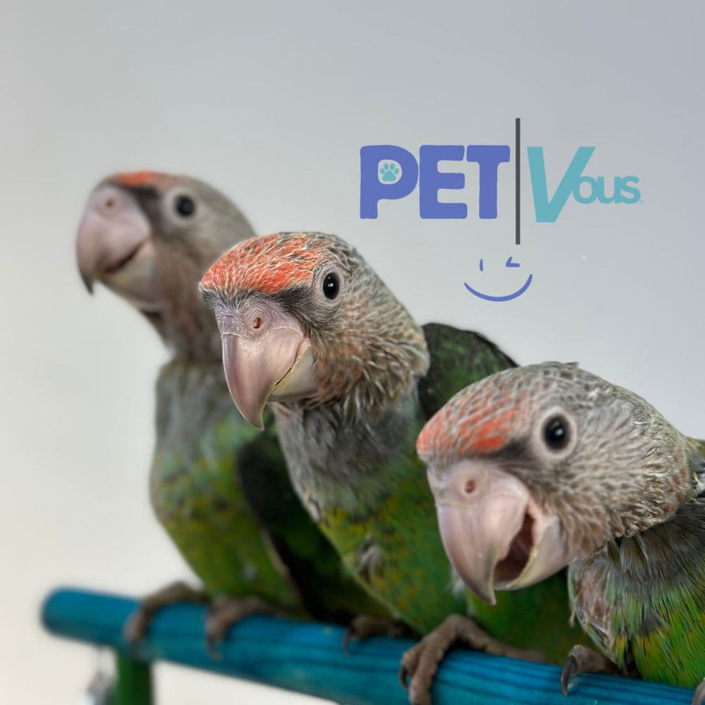 PETVous