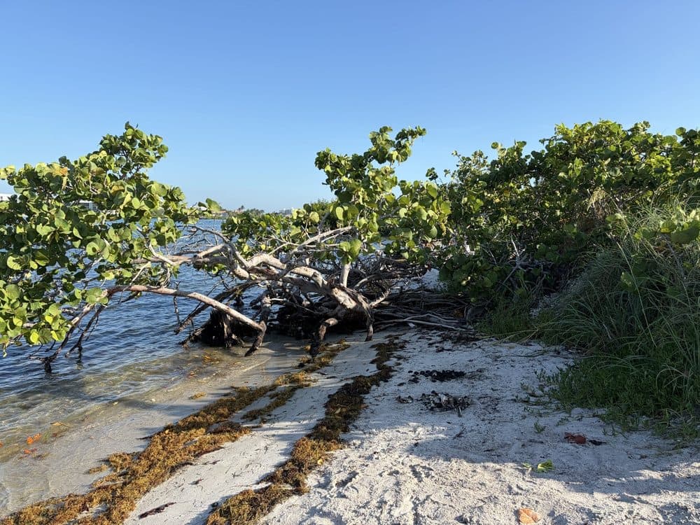 Coral Cove Park