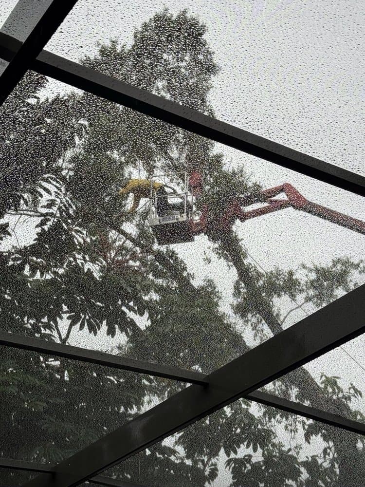 Jesse Scotts Tree Service