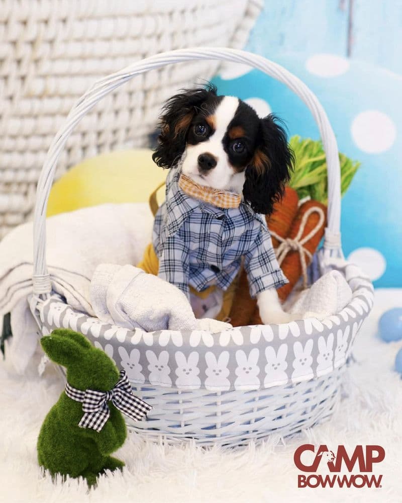 Camp Bow Wow