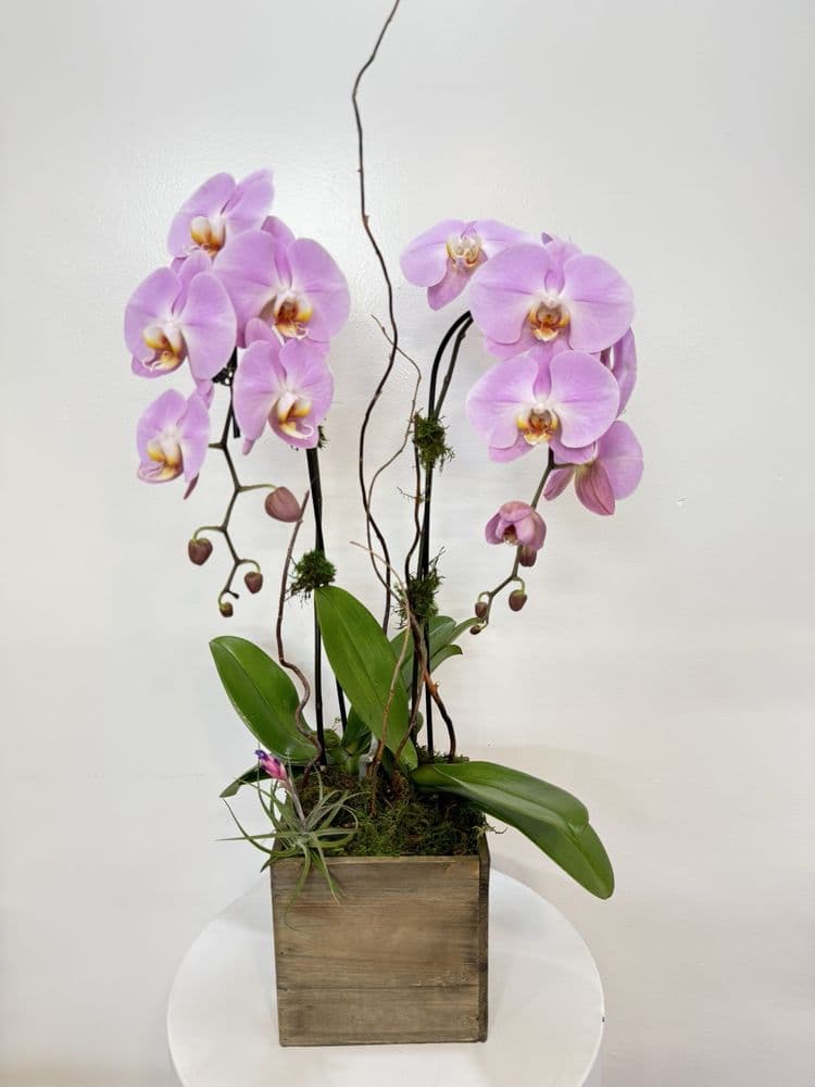 MR Fresh Orchids