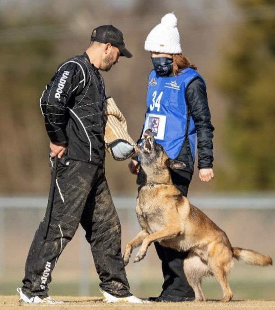 Canine Instincts Solutions