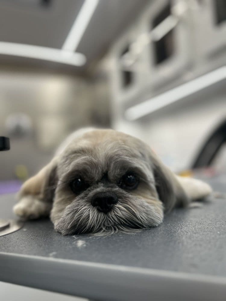 Pawz and All Mobile Grooming and Massage