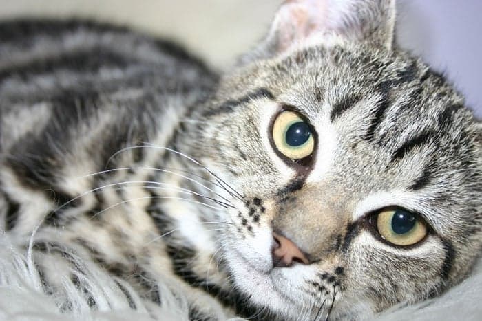 Miami Pet Sitters