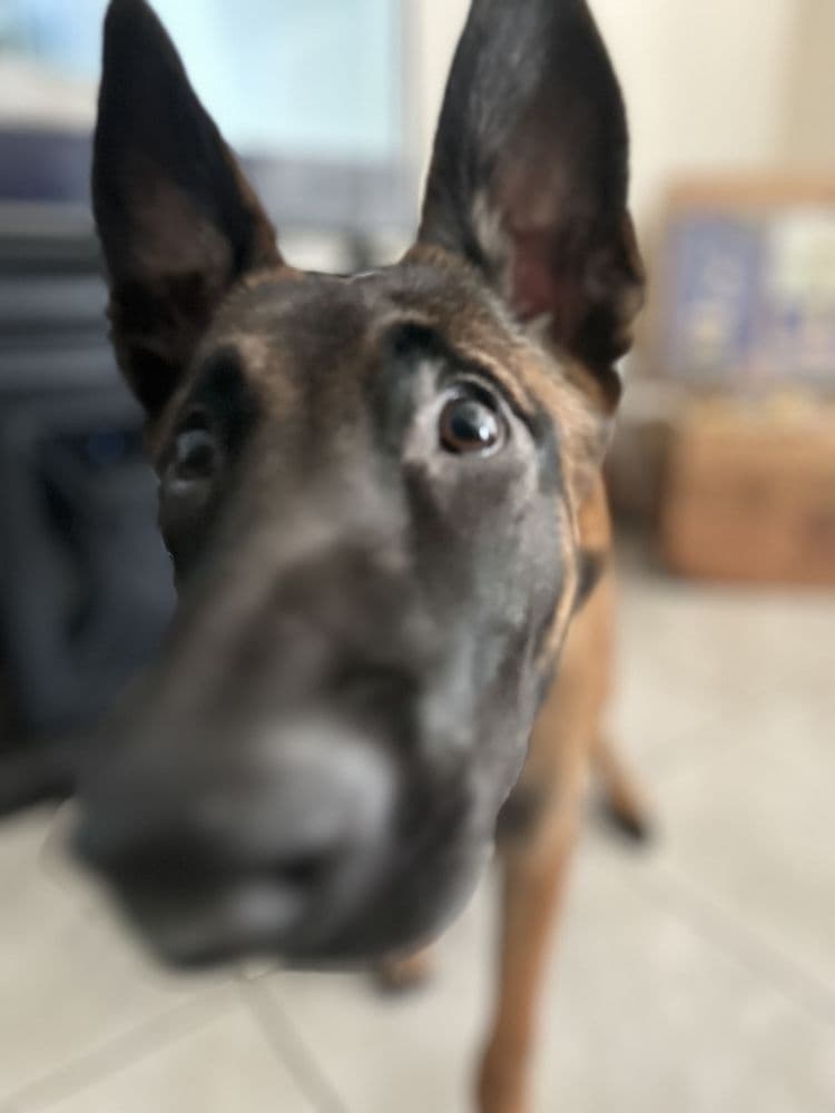 No Quarter K9