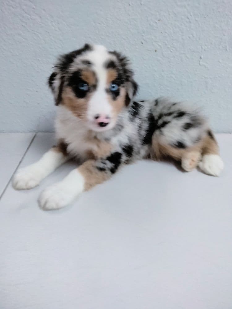 Puppy Place USA