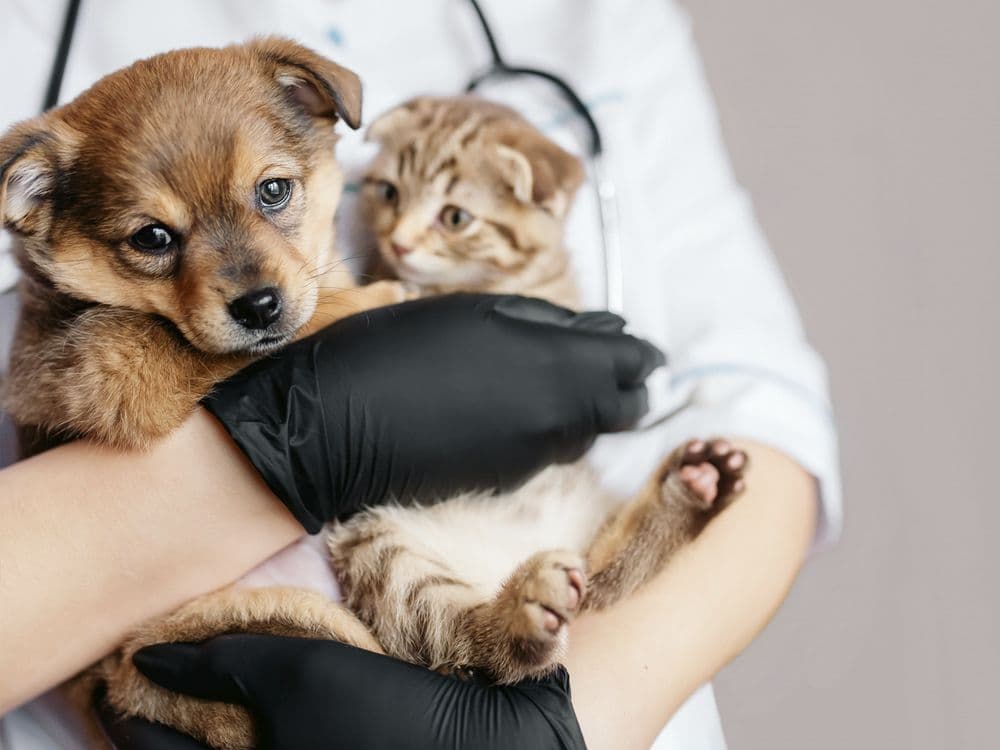My Pet Hospital