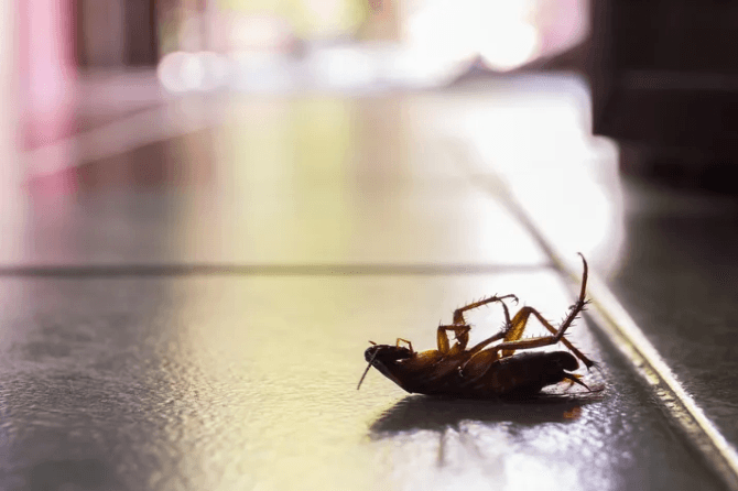 Southwest Pest Mgmt