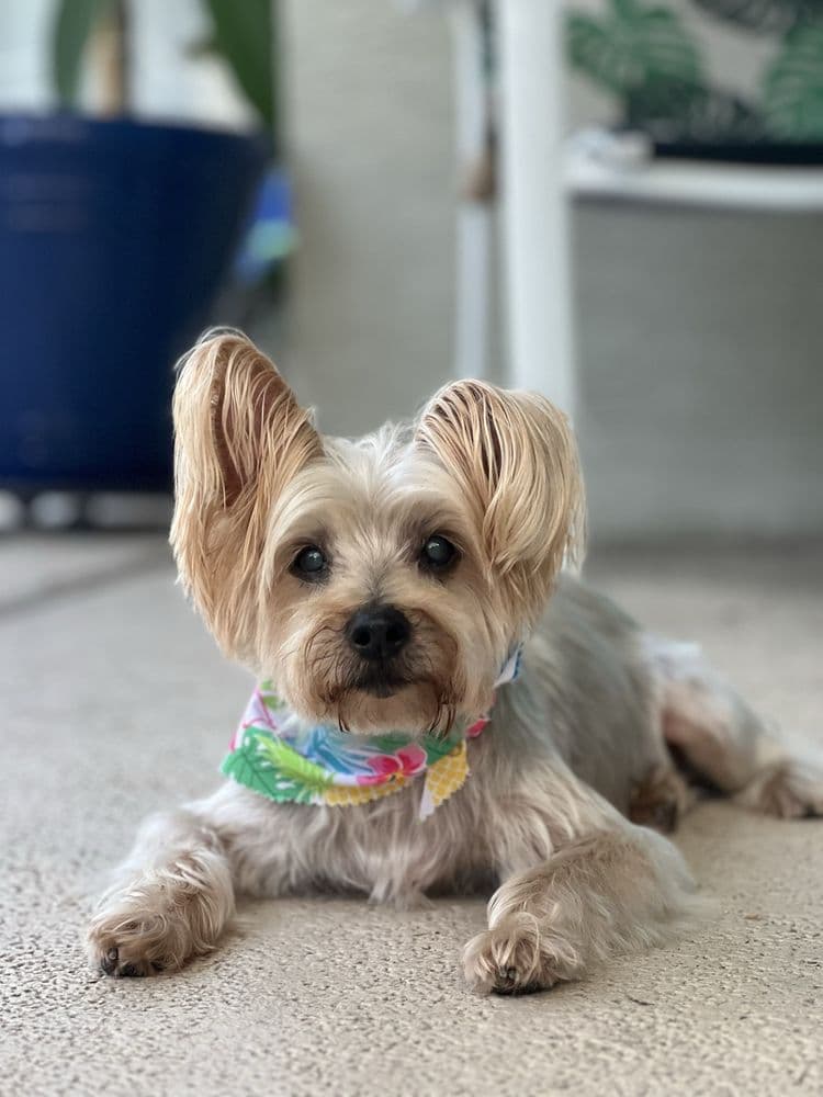 Petsense