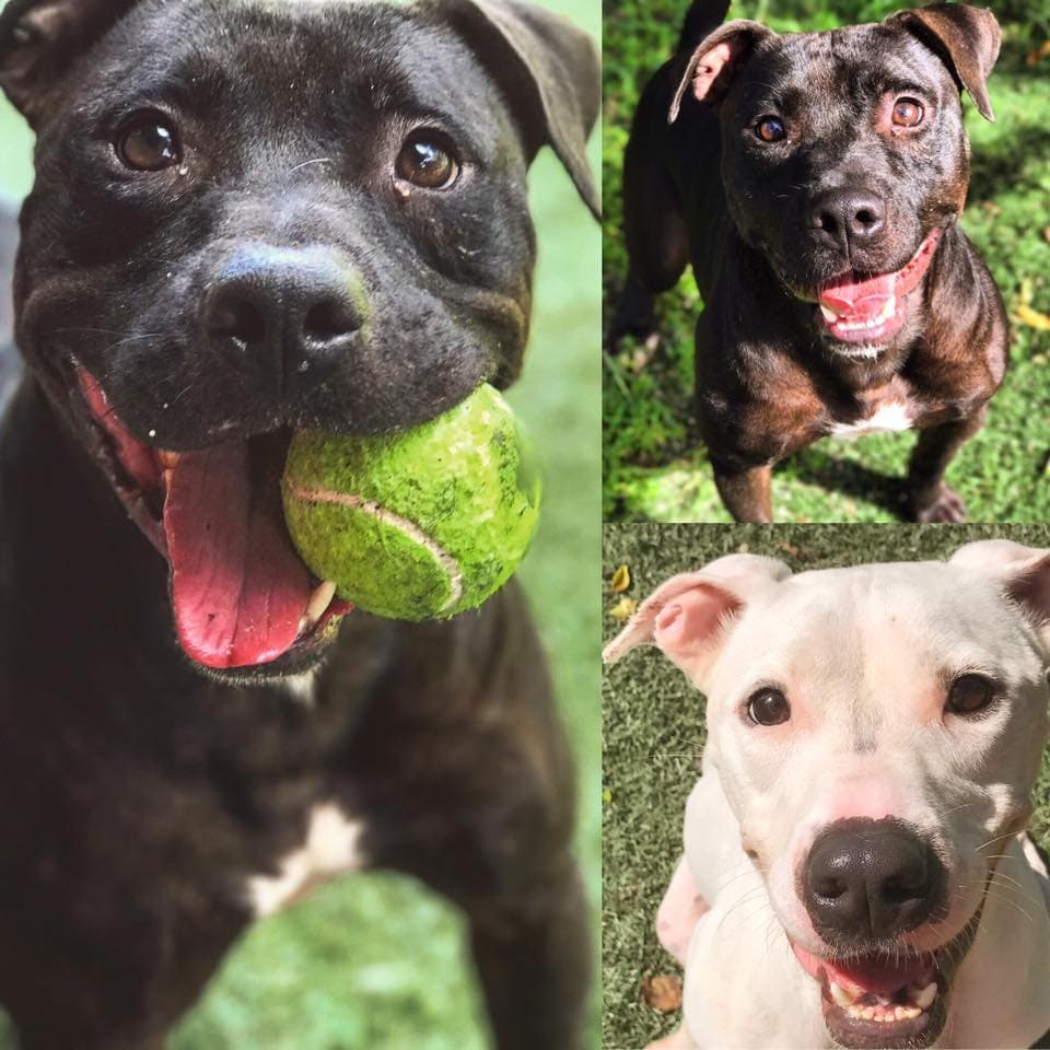 Rivers Edge Pet Resort