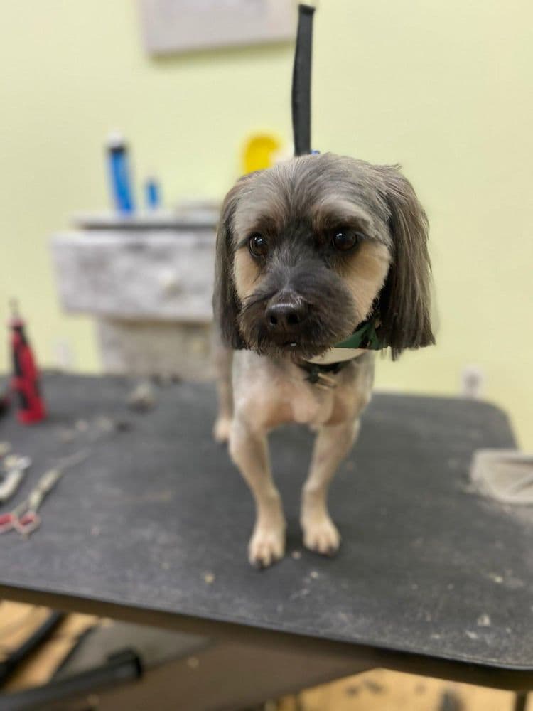 Le Pup Pet Supplies and Grooming