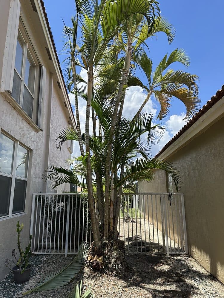 Lightning Tree Service