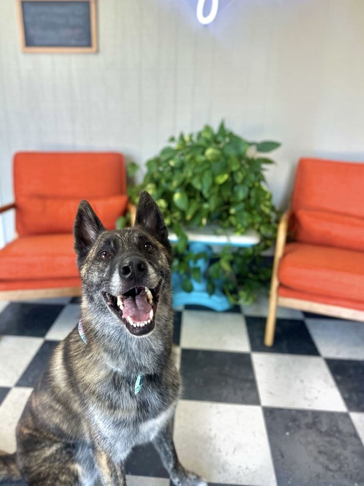 The Dog House
