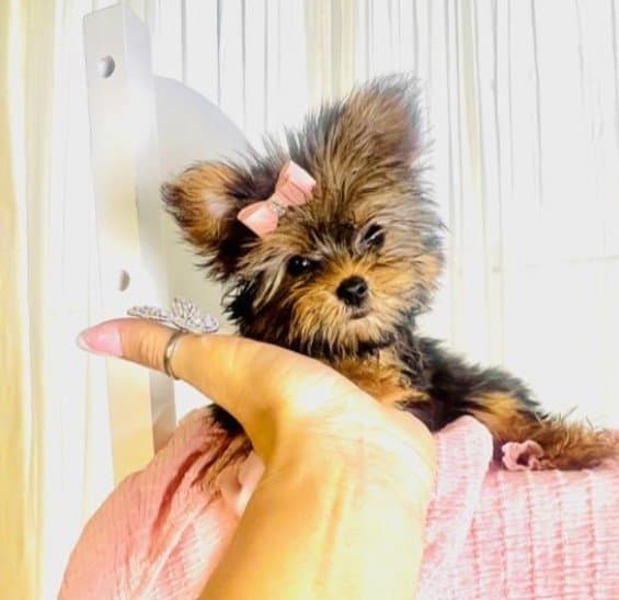 Dog Boutique Store