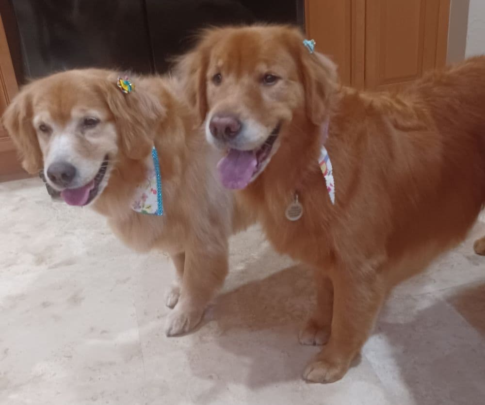 Woof Gang Bakery & Grooming Parkland