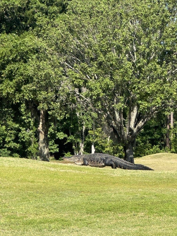 NAS Jax Golf