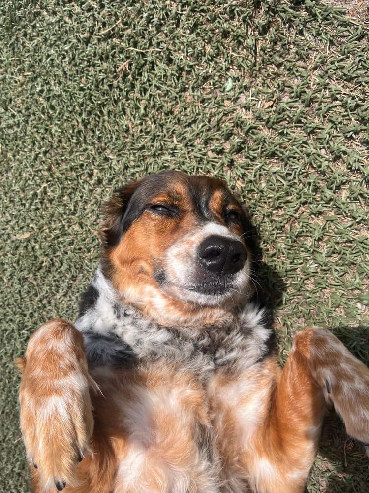 Canine Cabana