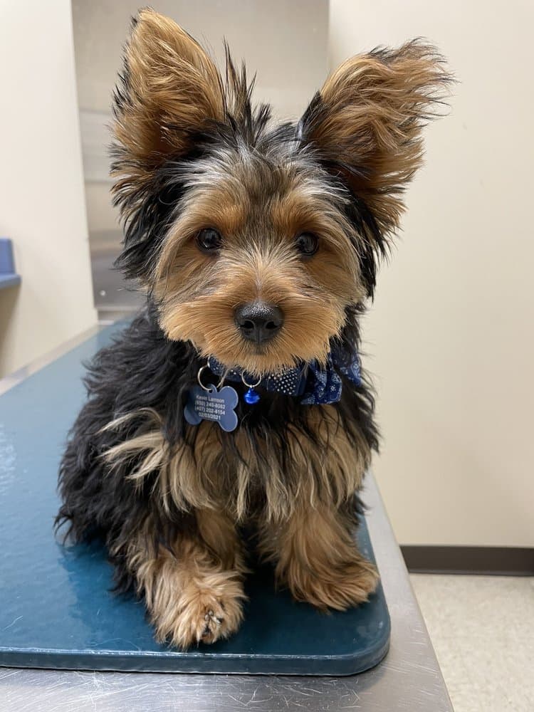 Ohana Wagging Tails