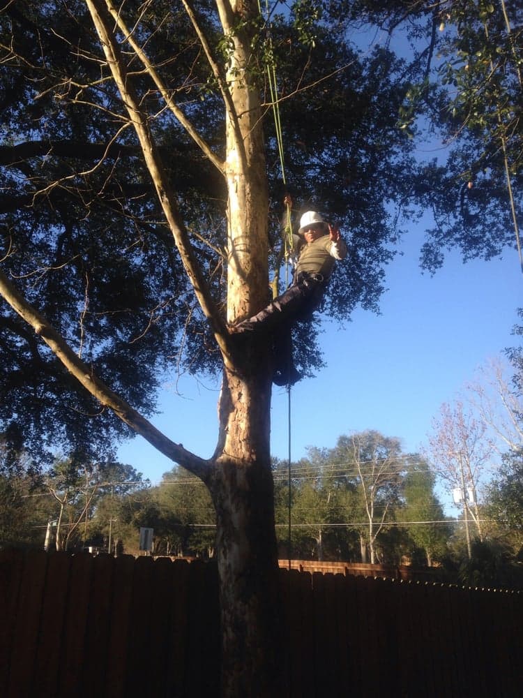 Team Negrich Tree Services