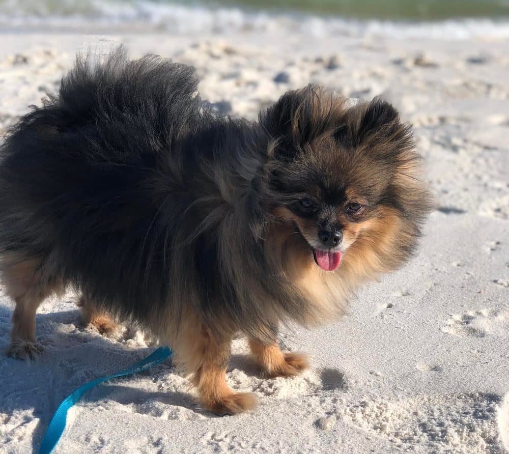 Poodle and Pooch Rescue